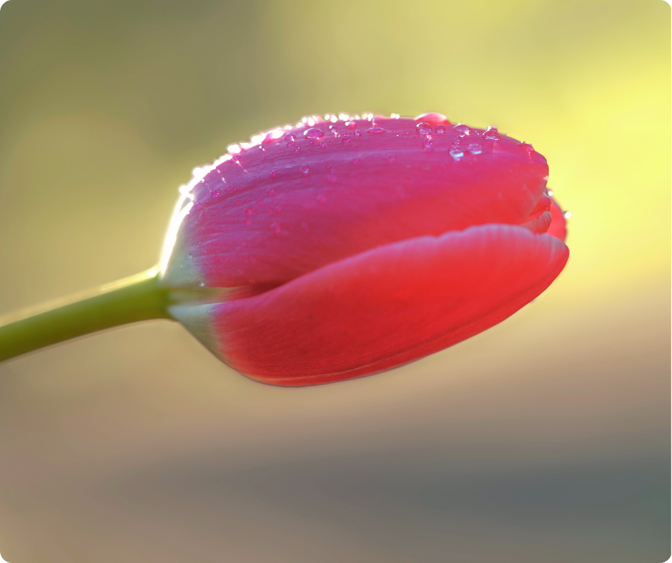 Añadir un subtítulo (22)