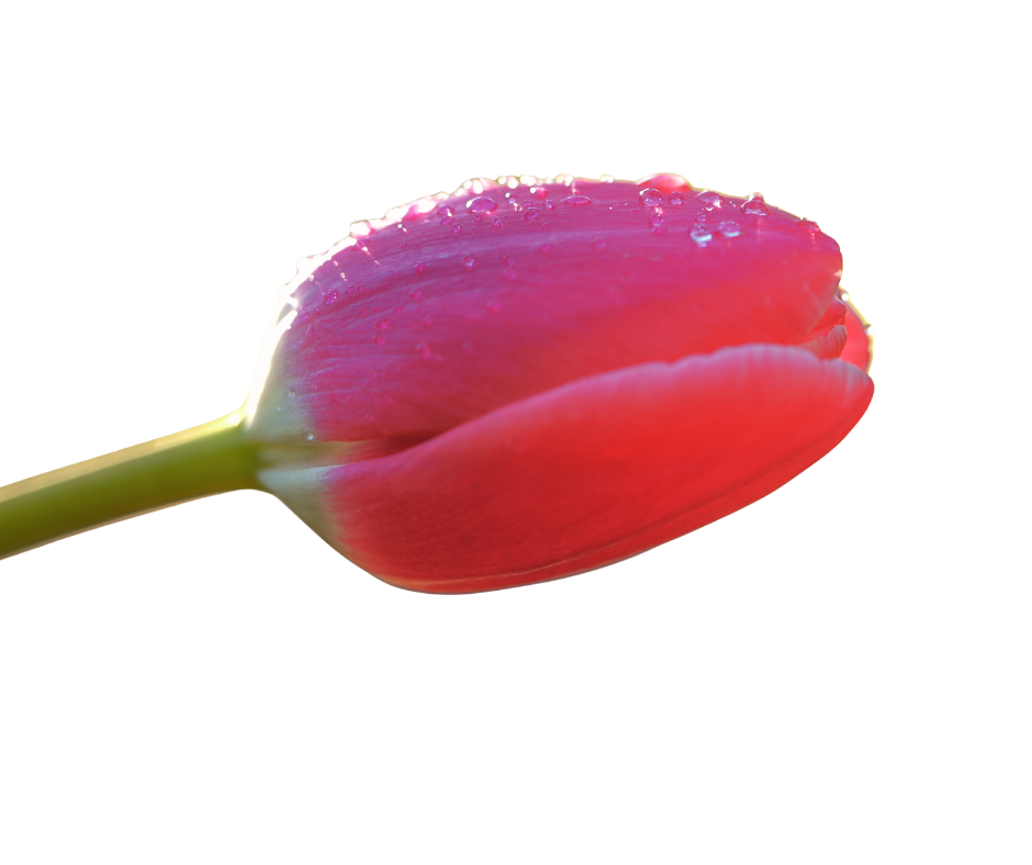 Añadir un subtítulo (24)