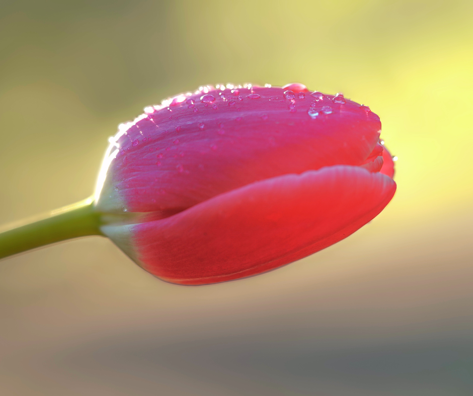 Añadir un subtítulo (6)