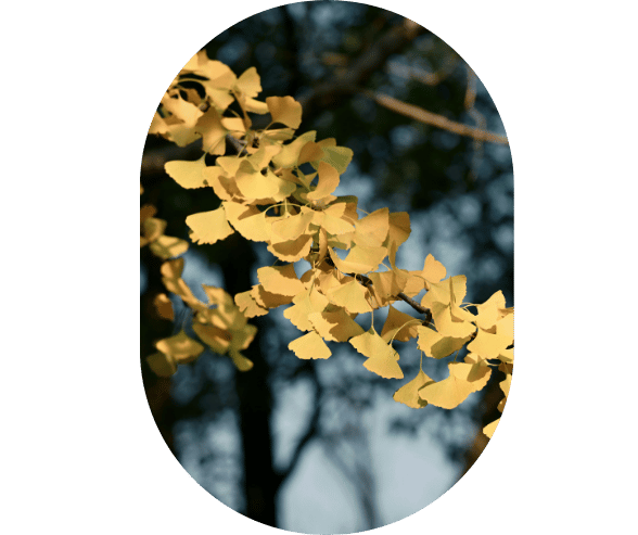 Añadir un subtítulo (75)