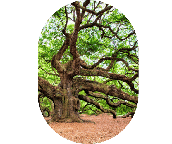 Añadir un subtítulo (76)